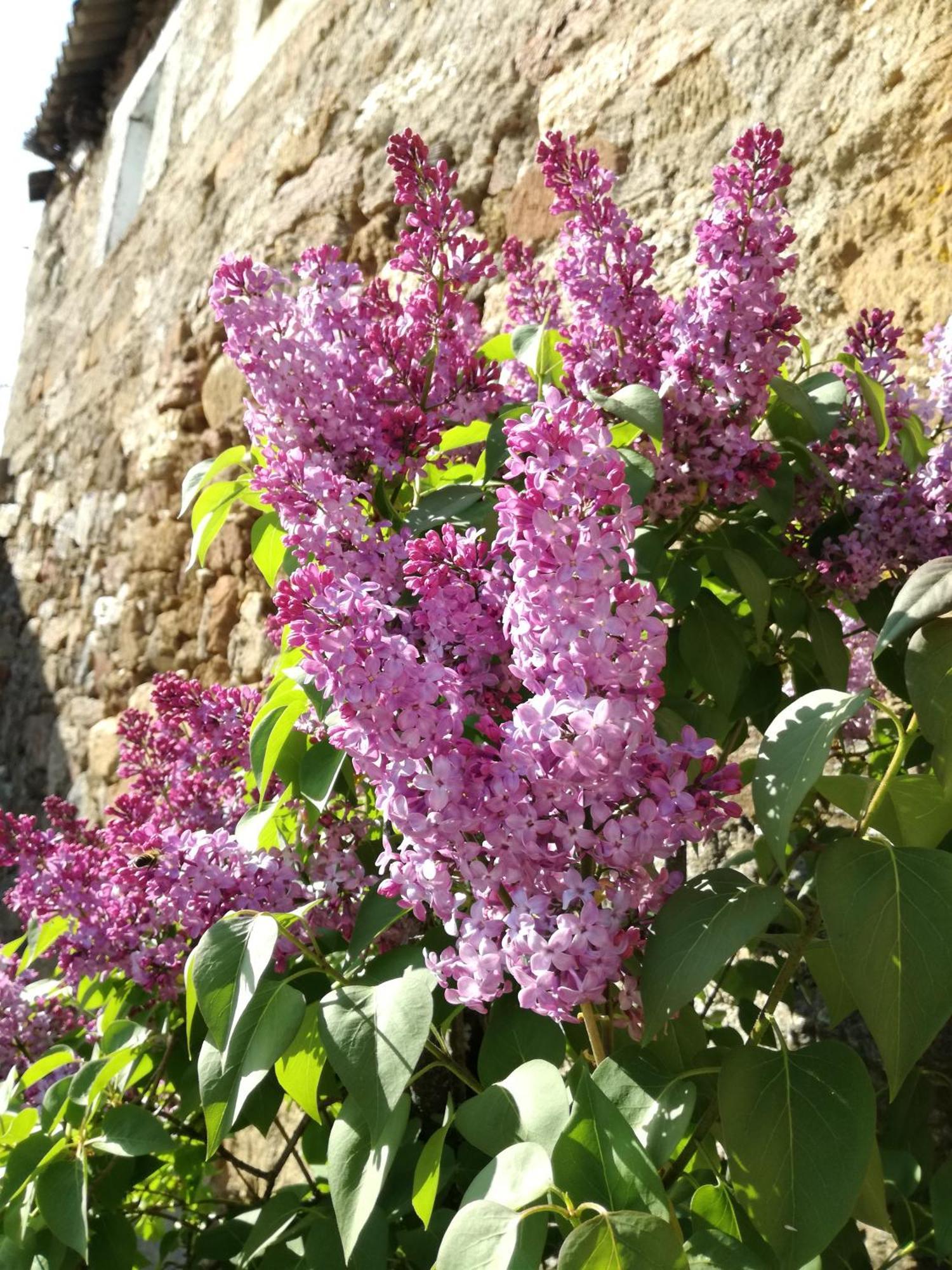La Posada De Pedrazales ภายนอก รูปภาพ